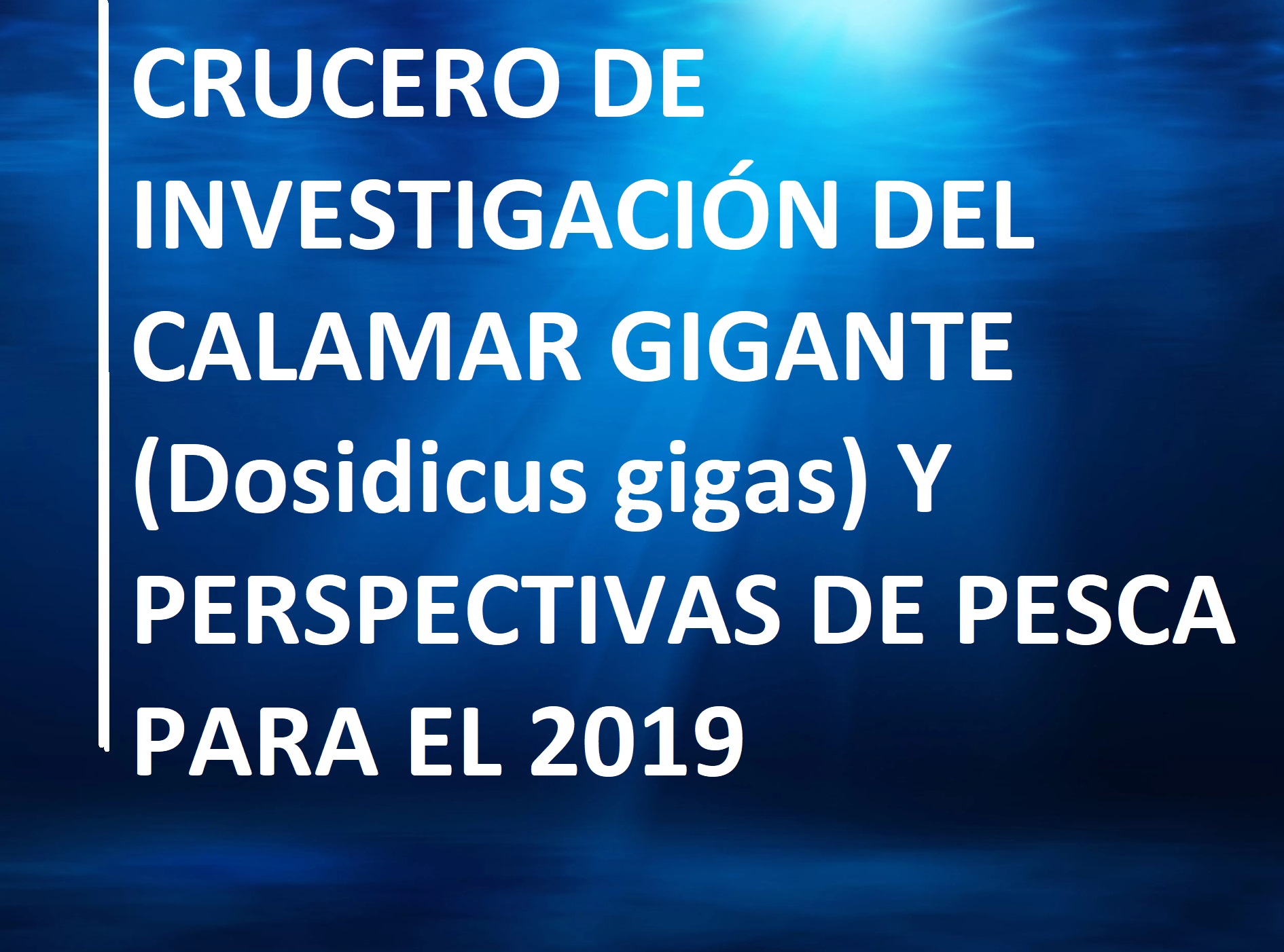 calamar gigante 2019
