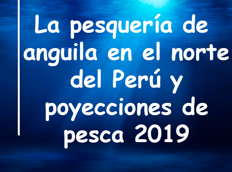 pesqueria anguila y proyeccion 2019